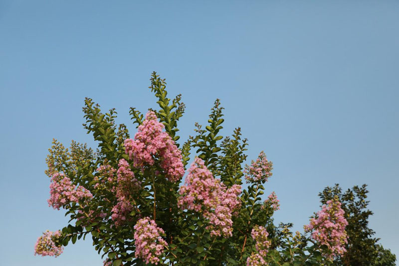 ޱ һġ