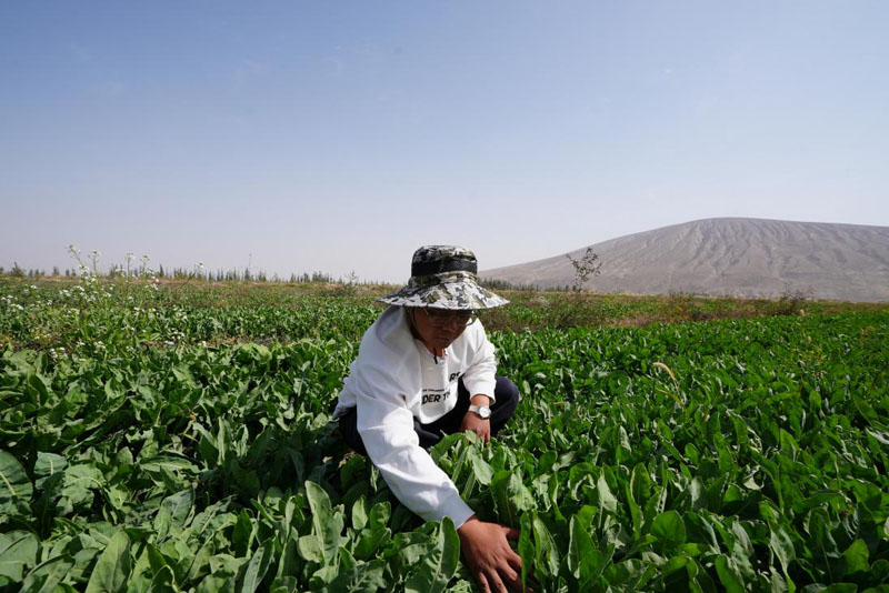 昆仑山下药香漫——叶城二牧场板蓝根种植迎来丰收 昆仑山下药香漫——叶城二牧场板蓝根种植迎来丰收