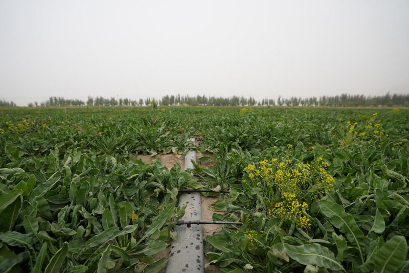 昆仑山下药香漫——叶城二牧场板蓝根种植迎来丰收 昆仑山下药香漫——叶城二牧场板蓝根种植迎来丰收
