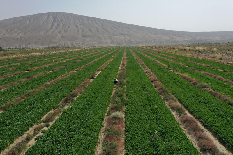 昆仑山下药香漫——叶城二牧场板蓝根种植迎来丰收 昆仑山下药香漫——叶城二牧场板蓝根种植迎来丰收