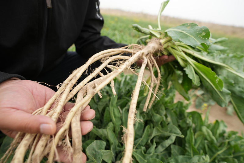 昆仑山下药香漫——叶城二牧场板蓝根种植迎来丰收