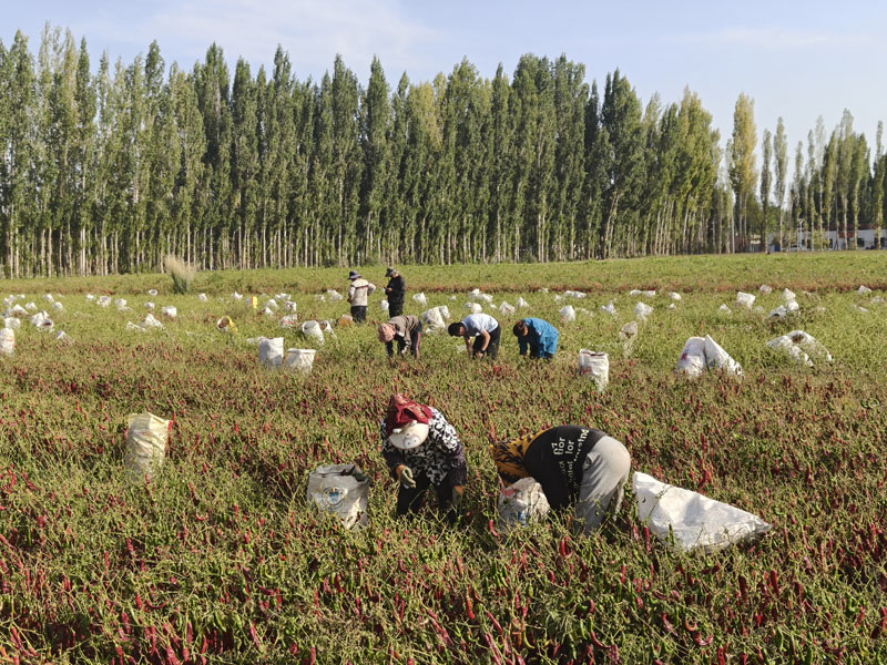 家门口的就业平台  辣椒地里的增收希望