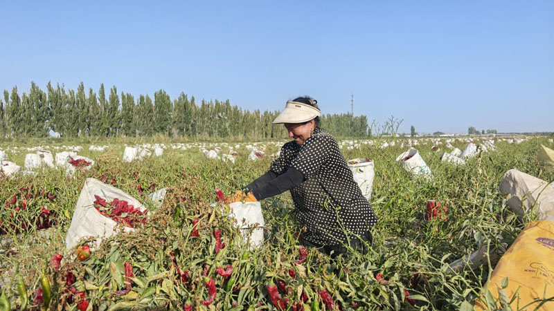二十四团秋收正酣 椒香葡甜产业兴