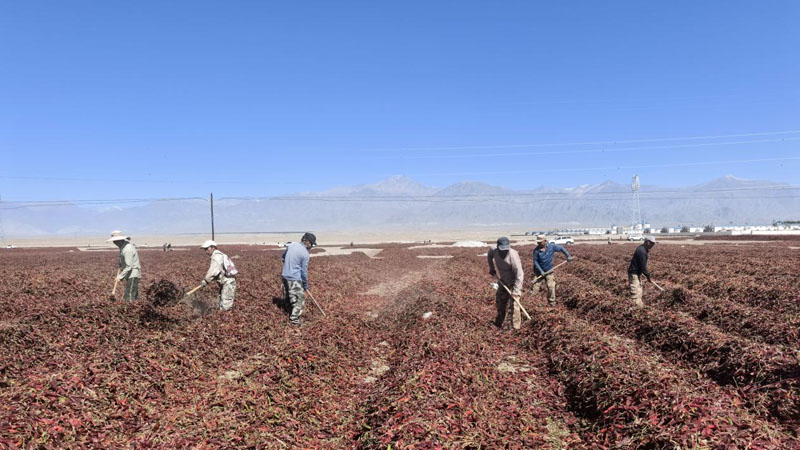 二十四团秋收正酣 椒香葡甜产业兴 二十四团秋收正酣 椒香葡甜产业兴