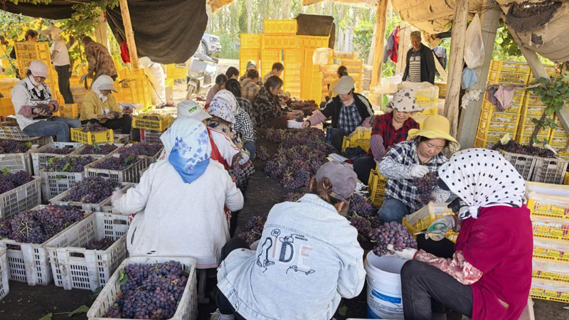 二十四团秋收正酣 椒香葡甜产业兴 二十四团秋收正酣 椒香葡甜产业兴