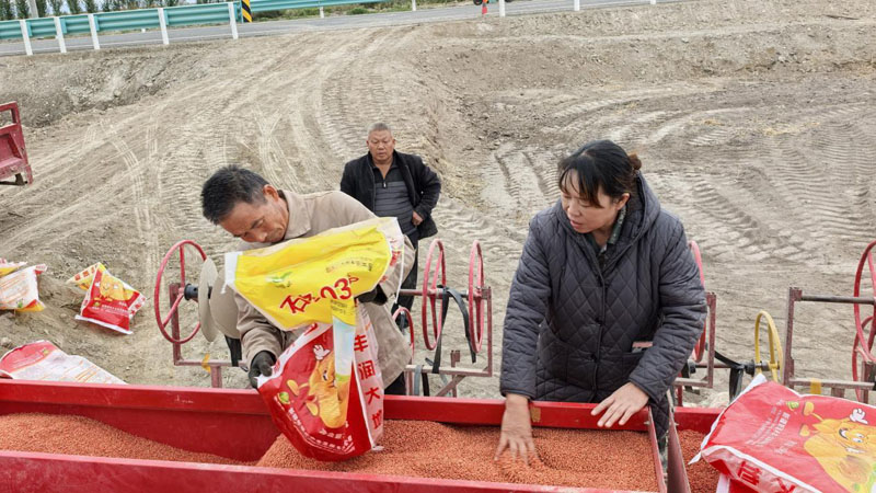 二十四团8100余亩冬小麦开播启新程