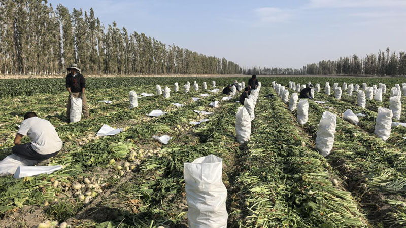 ˶ӯ֣ʮšǡ鹽 󸴲Ѽ