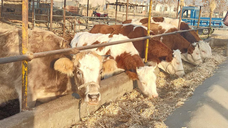 ��˶���������磺�˹�������ţ��ҵţ����