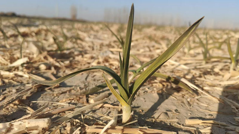 ��Ƥ���ⳤ��ϲ�� �����¡�Ǯ����