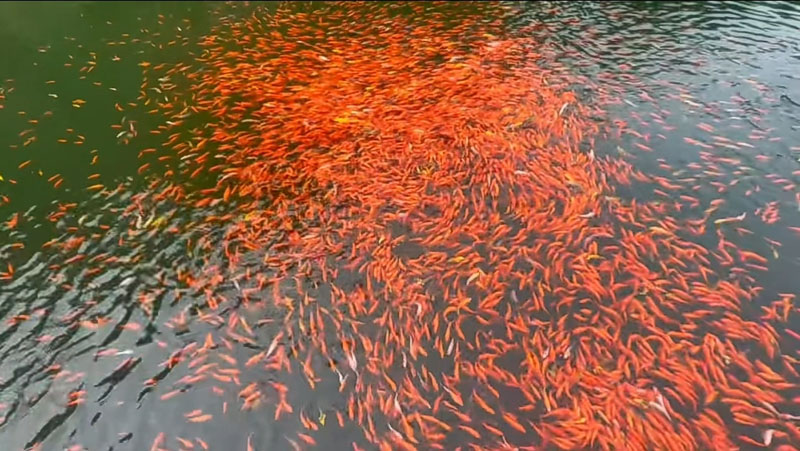 ˫�����������ɫ��չ����ͼ ����������ʢ����������˸�ͨ������̬��������֮·