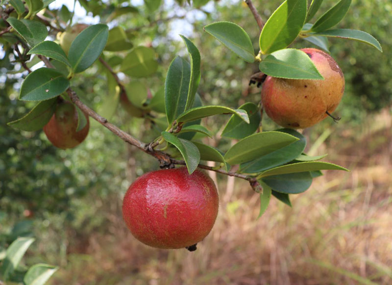 ��ƽ���������ԡ������á������� ��չ��ͼ��