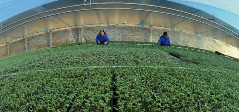 �ӱ����������á���԰�ӡ� ���ϡ������ӡ�