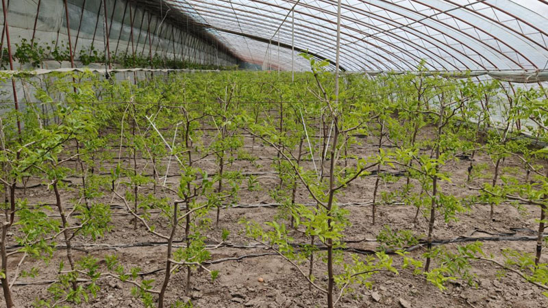 �Ƽ���ũ��ʹ���ͼ�� ����ܻ�������������