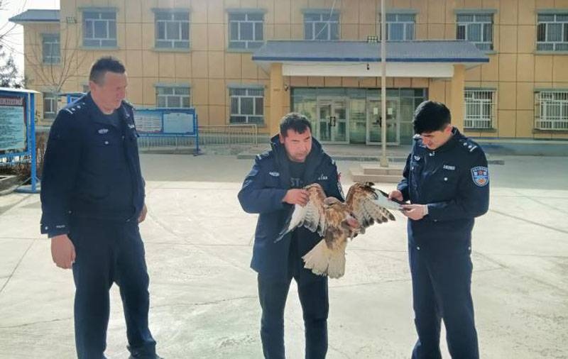 【暖心守护】新疆警民接力救助国家一级保护动物猎隼