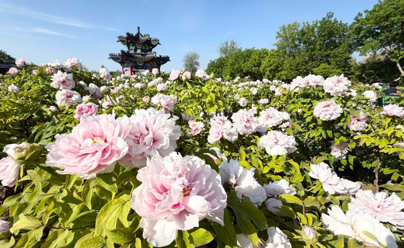 2026世界牡丹大会在山东菏泽举行