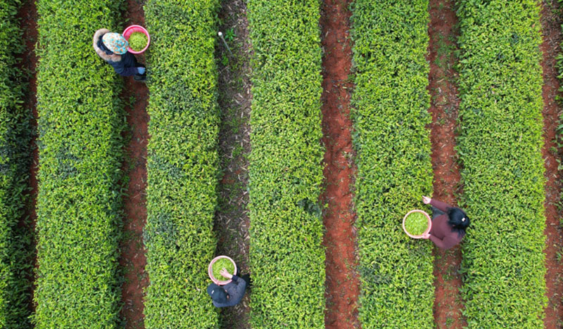 ���ϳ�ɳ���������̲�ժæ