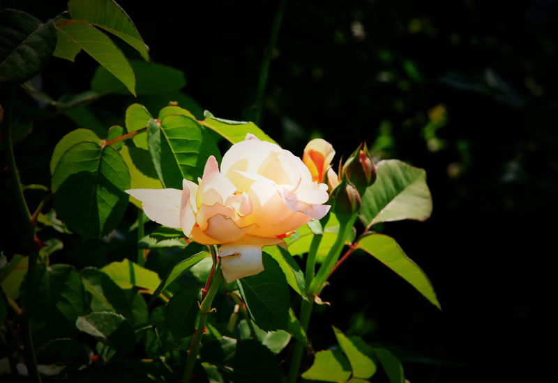 ��ӡ��Ʒչ����֮���Ρ�