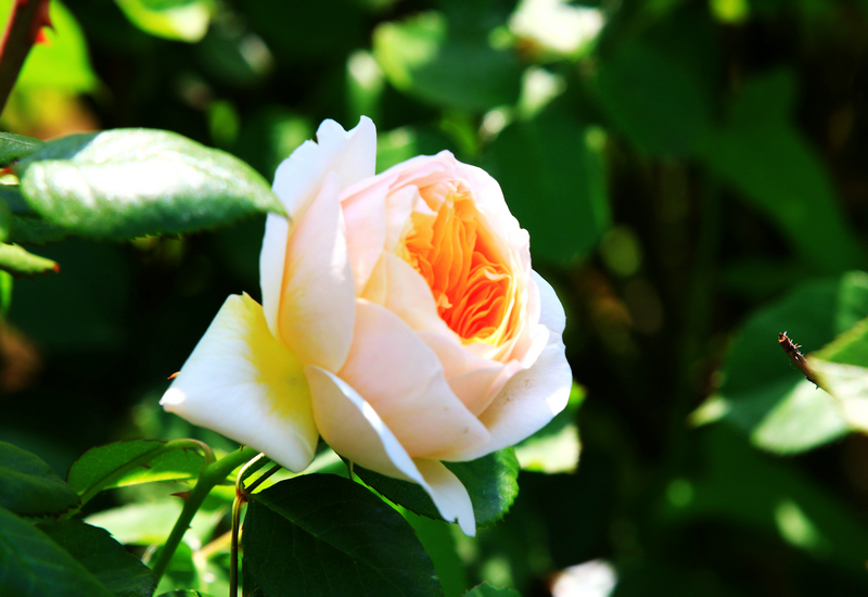 ��ӡ��Ʒչ����֮���Ρ�