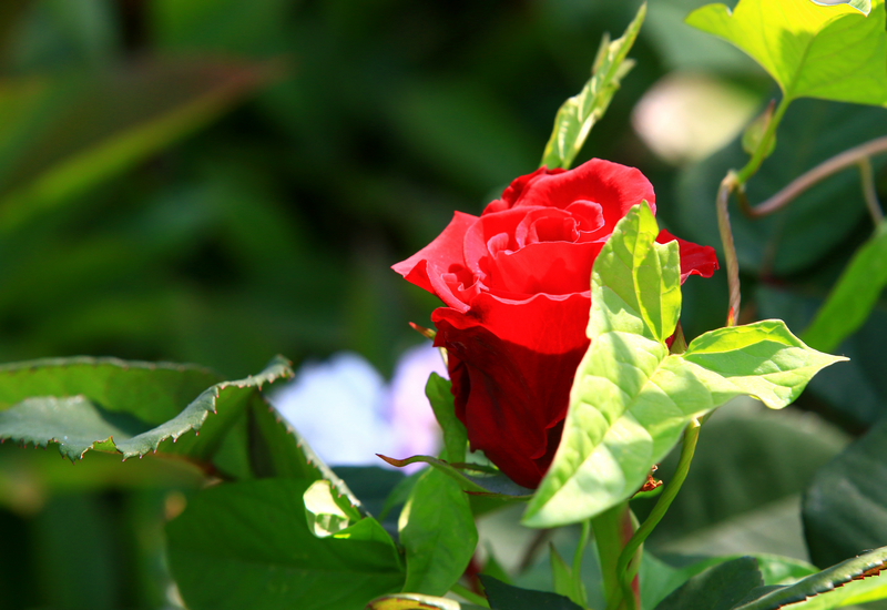 ��ӡ��Ʒչ����֮���Ρ�